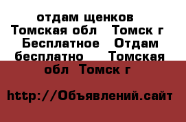 отдам щенков - Томская обл., Томск г. Бесплатное » Отдам бесплатно   . Томская обл.,Томск г.